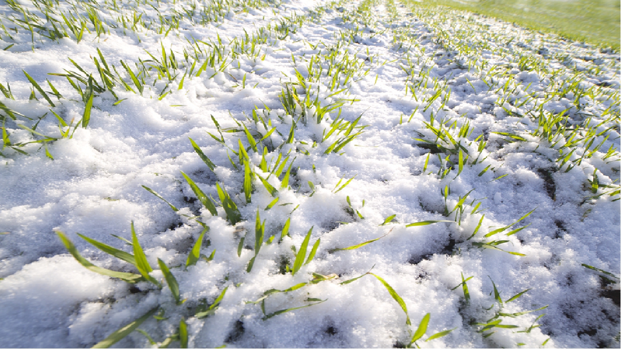 Снег сохраняет тепло. Растения под снегом. Озимые культуры. Озимые под снегом. Пшеница под снегом.