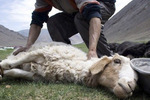 Новости: Похитители овец