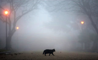 Облачность, туман и гололедица ожидаются на Ставрополье
