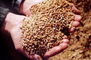 На Ставрополье двое мужчин украли у предприятия 5,5 тонн зерна