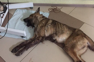 Охранник пятигорского зоопарка избил металлическим прутом сторожевого пса