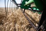 Новости: Урожай зерна