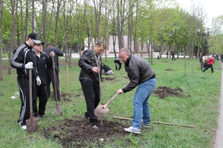 В Комсомольском парке Пятигорска высадили аллею из 35 лип