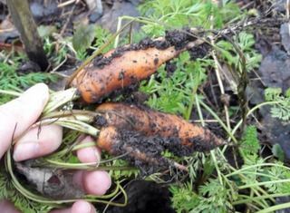Дачники из Минвод собрали на Рождество урожай моркови