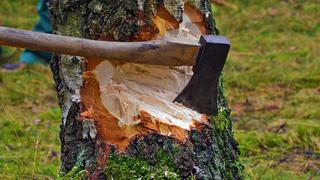 В Минводах два предприятия незаконно вырубили лес на 7 млн рублей