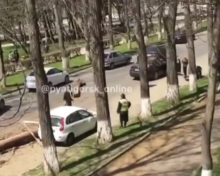 В Пятигорске сухое дерево рухнуло на автомобиль: пострадала девушка