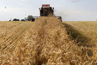 Ставрополье не планирует ограничивать экспорт зерна в Турцию