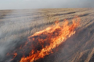 Житель Ставрополья погиб, пытаясь спасти поле от пожара