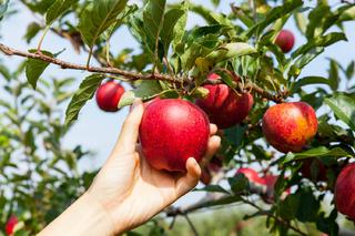 Аграрии Ставрополья собрали более 500 тонн яблок
