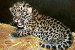 Новости: Леопард
