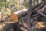 Новости: Вырубка деревьев