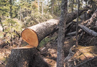 В Пятигорске незаконно уничтожили почти три тысячи деревьев
