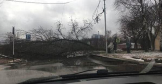 В Ставрополе из-за ветра на женщину упало дерево