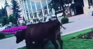 В Кисловодске безнадзорные коровы прогулялись по Курортному бульвару