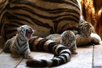 Новости: Амурский тигр