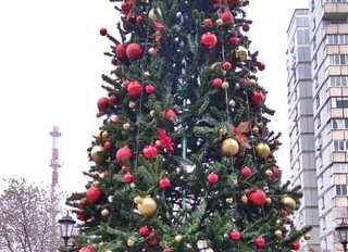 В сквере Пятигорска вандалы повредили новогоднюю елку