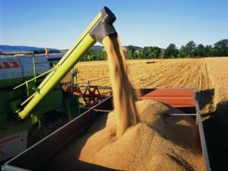 Ставропольские аграрии собрали второй миллион тонн зерна