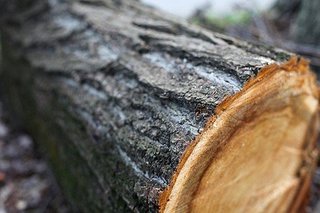 Житель Ставрополя незаконно вырубил деревья на 1,5 млн рублей
