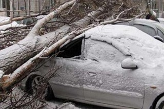 Пятигорчанам советуют не ставить машины вблизи деревьев и быть осторожнее на улице