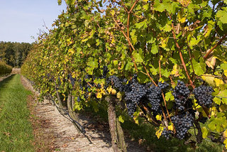 На развитие виноградарства на Ставрополье выделили более 43 млн рублей