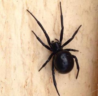 Житель Ставрополя встретил ядовитого паука-каракурта