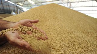 На одном из предприятий Ставрополья нашли зерно, зараженное вредителем