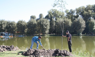 В парке Пятигорска высадили 50 плакучих ив