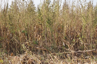 Ставропольские полицейские обнаружили поле конопли, замаскированное под кукурузное