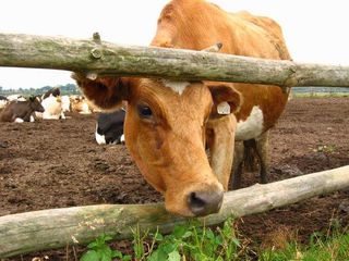 Несовершеннолетний житель Невинномысска украл и продал чужую корову