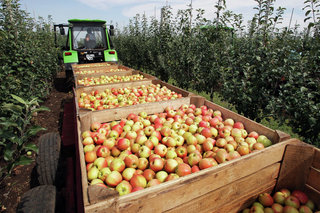 Ставропольские аграрии собрали 3 тысячи тонн яблок