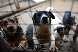 Приют на две тысячи бездомных животных создадут в Пятигорске