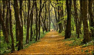 Площадь ставропольского «Русского леса» увеличили на 15,5 гектаров