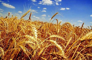Хлеборобы Ставрополья собрали первый миллион тонн зерна