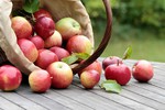 Новости: Яблочный спас