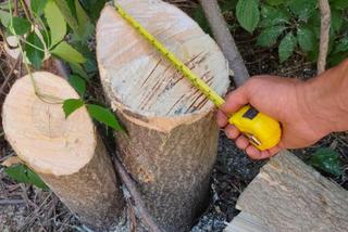 Виновных в незаконной вырубке деревьев в Пятигорске привлекут к ответственности