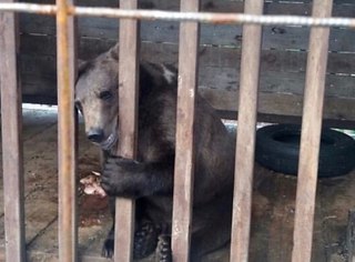 Запертого в клетку медвежонка в Пятигорске выпустили в заповедник