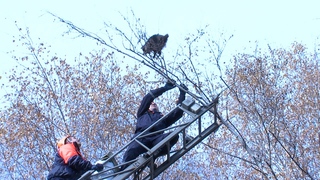В Пятигорске спасатели сняли с макушки березы енота
