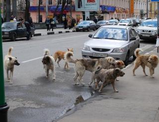 Жители Невинномысска страдают от нападений бродячих собак