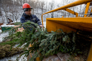 Власти Пятигорска просят жителей цивилизованно расстаться с елками