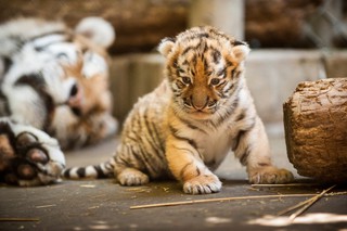 Уссурийских тигрят в зоопарке Ессентуков назовут в честь олимпийских чемпионов