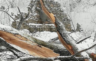 Прокуратура не выявила незаконной вырубки деревьев в Железноводске