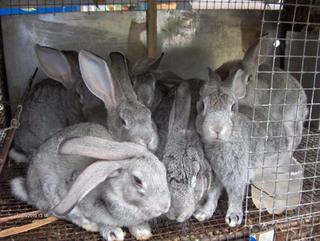 Ставропольские приставы арестовали кроликов за долги