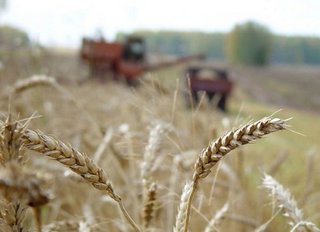 Аграрии Ставрополья планируют собрать 9 млн тонн зерновых