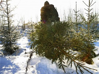 На Ставрополье незаконно вырубили более 400 елок