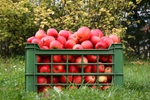 Новости: Урожай яблок