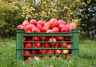 На Ставрополье собрали более 560 тонн яблок
