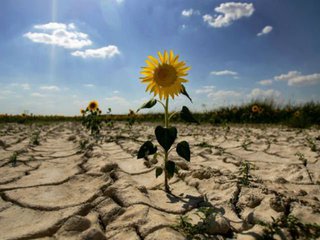 Урожаю кукурузы и подсолнечника на Ставрополье угрожает засуха