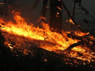Под Пятигорском на горе Бештау снова пожар