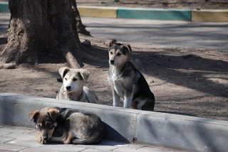 Ставропольские зоозащитники сообщают о десятках пострадавших от рук живодеров животных