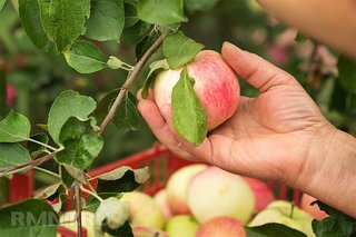 На Ставрополье собрали почти 9 тысяч тонн яблок